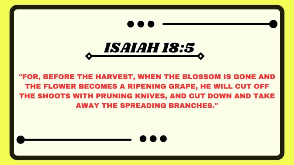 Isaiah 18:5
